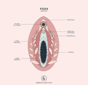 Vulva